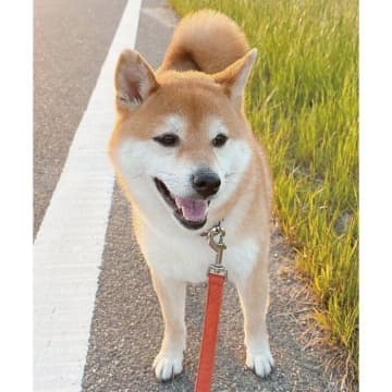 ニコニコ笑顔で散歩していた柴犬、「お家まであと2分」の距離で“拒否柴”を発動！　わかりやすい表情の変化にクスッ