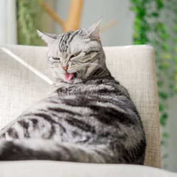 猫たちがひそかに大切にしている『自分ルール』3選　じゃますると嫌がられる？