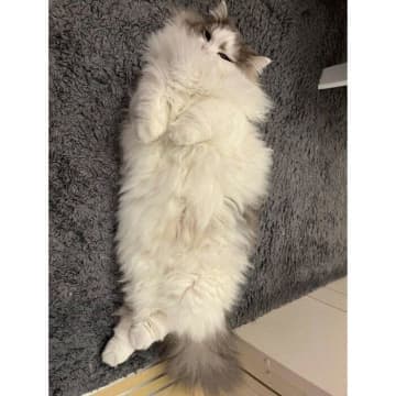 冬毛でフワッフワだった猫、4カ月が経ち「夏毛シーズン」に突入すると→同じ猫とは思えない変化にびっくり！