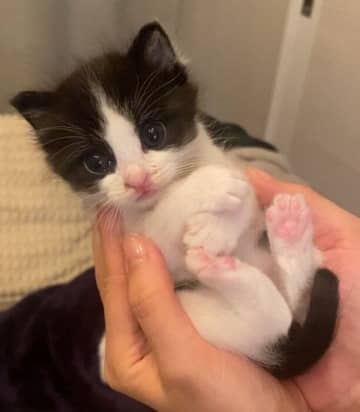 「雨の中一生懸命鳴いていた」手のひらサイズの子猫→保護から1年で大きく成長し、誕生日を祝われる姿に心温まる