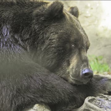 米フロリダ州で露天風呂でくつろぐクマが発見