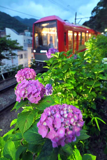 神奈川で「夜のあじさい電車」　箱根登山電車沿線に青や紫のアジサイ約7千株、幻想的にライトアップ　30日まで