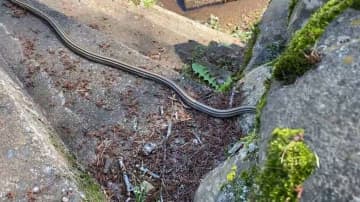 急ぎすぎたヘビ、まさかの失態　衝撃的〝結末〟に5.6万人驚がく「こんなアホの子もおるんか」