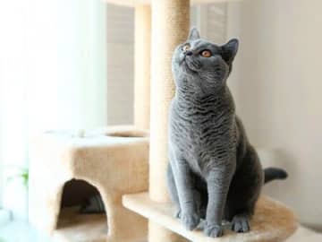 「何か」が見えてるの…？うちのコがあらぬ方向を見て固まってる…→実はそれ、深～いワケがあるんです
