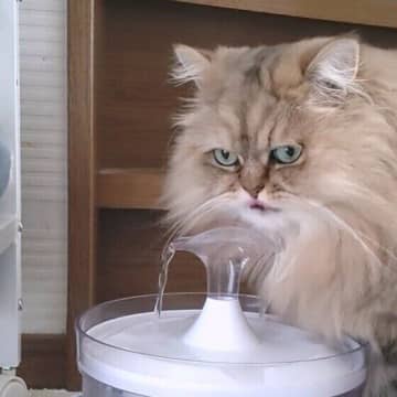 飲み水は冷やしたほうがいい？「暑い日の猫のお世話」の疑問に獣医師がお答え