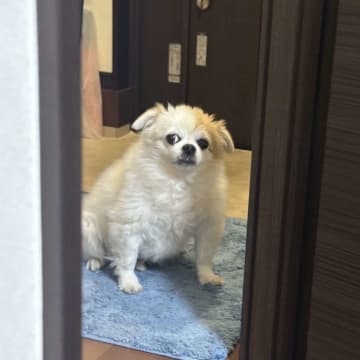 「変な踊り」をしていたら、玄関から視線を感じ...　愛犬の表情に3.1万人爆笑「引いてるｗｗ」「冷酷」