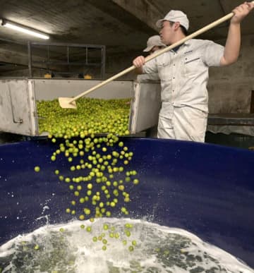 梅酒仕込み手際よく　水戸・明利酒類　茨城
