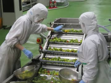 初夏の風物詩「梅」。国内外で梅酒人気が高まる中、酒蔵でも梅酒の仕込み