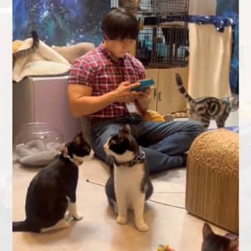 『青木マッチョ』が猫カフェでカリンバを演奏した結果…前にいた2匹がとった『まさかの行動』が253万表示「優しい世界」「素敵すぎる」