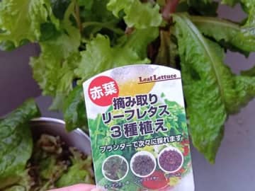 再び育てたくなった！リーフレタス3種の中でお気に入りは「サンチュ」でした！花はどんなの？