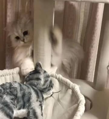 「ドヤ顔」を見せる猫がかわいすぎる！ 猫が自慢げな顔をする心理を獣医師に聞いた
