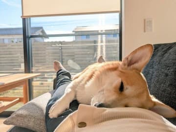 隙あらば飼い主の体の上に乗って眠るコーギー、一体なぜ!?　行動からわかる心理とは｜獣医師解説