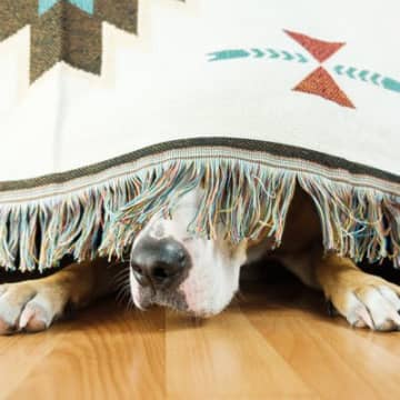 犬が『パニック』を起こした時のNG行為３つ　落ち着かせる方法はある？飼い主が取るべき行動とは