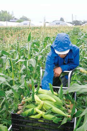 埼玉・東松山特産の白いトウモロコシ、出荷始まる　最盛期は6月下旬～7月上旬、市役所で即売会も　夜明け前から収穫…鮮度良く、最も甘い状態で出荷へ　「冷たいデザートのよう」生産農家お薦めの食べ方は