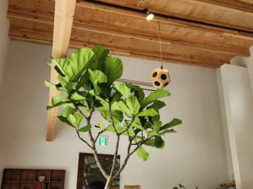 【丹波篠山】いつまでもゆっくりしていたい…植物に癒やされるカフェ時間