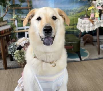 「カフェに犬落ちてた」「え、犬が溶けてる？」おしゃれカフェで発見された"爆睡中の犬"の写真が爆発的人気！
