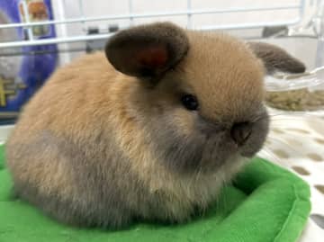 「なんだその顔は！？ふてくされてる？」怒られたうさぎのしぐさが破壊力抜群！　シュールな"反省ポーズ"にキュン