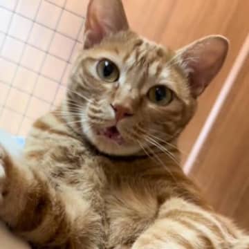 猫の名前を呼んだ飼い主さん→『ニャン』と返事するかと思ったら…全然違う『衝撃の鳴き声』に「想像以上だったｗｗ」「本当だｗｗ」と爆笑の声