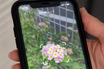 【スマホの超基本】道端に咲く花の名前がわからないときはどうする？ 覚えておきたい「便利機能」