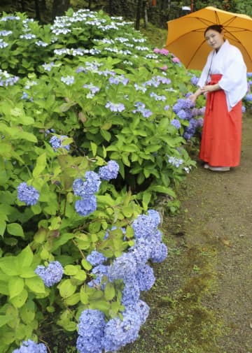 熊野那智大社で「紫陽花祭」　大たいまつ作りも大詰め