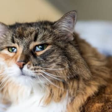 猫の目から『白い膜』が出たままに！？2つの対処法とやってはいけないこととは