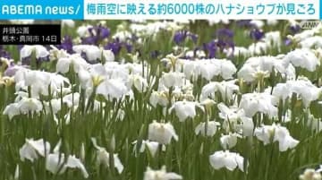 梅雨空に映える約6000株のハナショウブが見ごろ