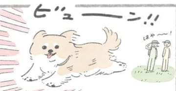 ドッグラン大好きむっく…他の犬にあいさつを…その後に待つことは?!【うちのむっくはいつも楽しそう #４】