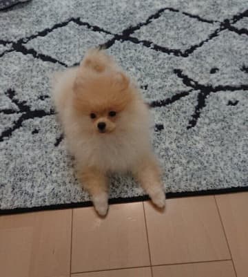 顔周りの毛が少なかった生後3カ月のポメラニアン子犬→3年後、毛量が増えて「ザ・ポメラニアンな風格」に成長！