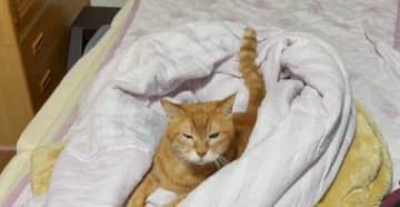 「やっぱりネコホイホイが最高なんですよ」飼い主お手製のベッドに収まる猫の愛らしい姿に約7.7万件の「いいね」が付き話題に