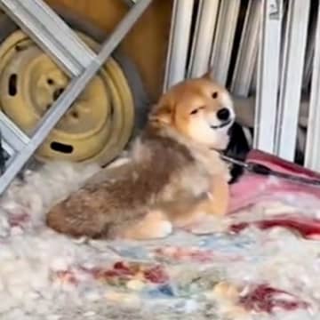 5年前に飼育放棄された犬→ギリギリのところで保護した結果…涙溢れる『現在の光景』が25万再生「絶対幸せになって」「人が好きなんだ」と感動