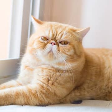 『寿命が短め』と言われている猫種3つとその理由　寿命を左右するポイントも解説