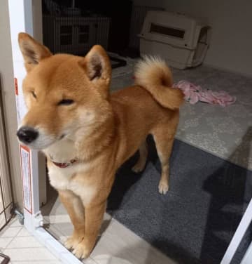 愛護センターにいた推定3才の保護犬と家族に　“第2の犬生”を歩む柴犬の「1年後の嬉しい変化」にほっこり！