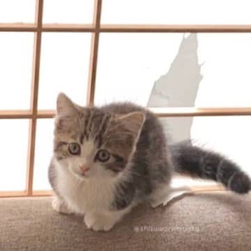 障子にぽっかり穴をあけた“やんちゃ”な子猫→半年後、同じ場所で見せた「誇らしげな顔」にキュン！