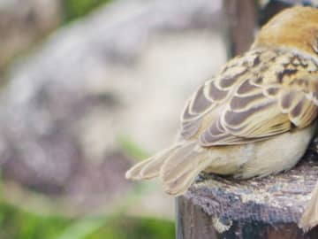 「笑った」「確かにそう見えてきた」　写真家が撮った『スズメ』を見てみると…？
