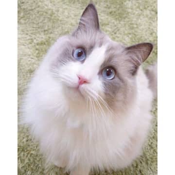 “パパに見せる顔”と“ママに見せる顔”が全然違う猫　「正直だな」「同じ子だとは思えない表情の変え方」と話題に