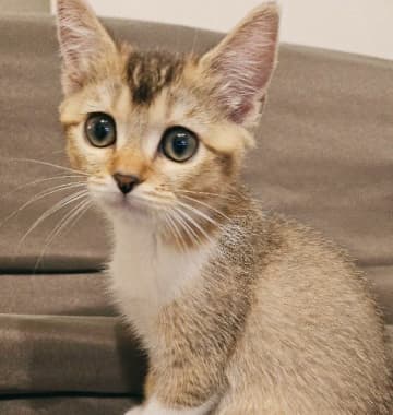 手のひらに乗るほどの大きさだった甘えん坊な子猫→約4カ月で大きく成長し、「どんどん可愛くなる」姿にキュン！
