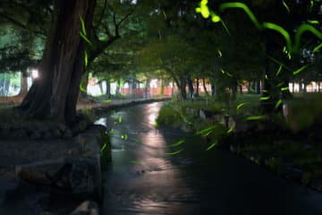 AGFが京都・上賀茂神社で蛍鑑賞・夜間特別参拝・夜カフェ開催　古代から守られてきた神山湧水に合わせて開発されたコーヒー提供