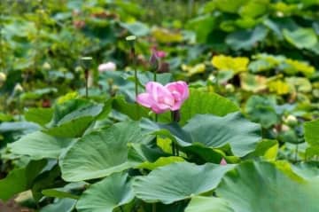 宋代古代蓮の種子が浙江省で再び花開く―中国