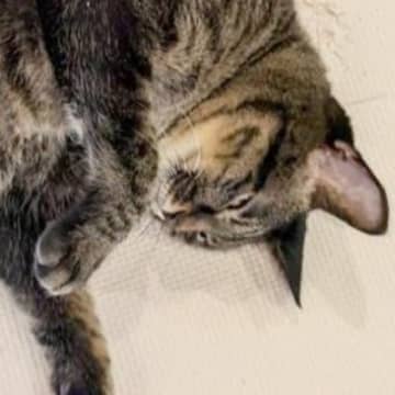 実家に帰ったら、『猫のお腹』から…世界も救えそうな『まさかの光景』が65万表示「ゲッターロボやん」「エネルギーチャージしてるｗ」