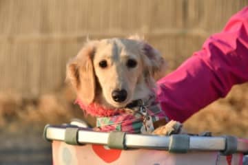 あわや大惨事…愛犬が走行中の自転車から飛び降り「タイヤに前足が…」ヒヤリとした女性の体験談