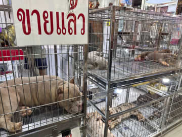 ペットブームのバンコク、犬猫登録制導入へ　経済発展と少子化で人気も飼育放棄問題化
