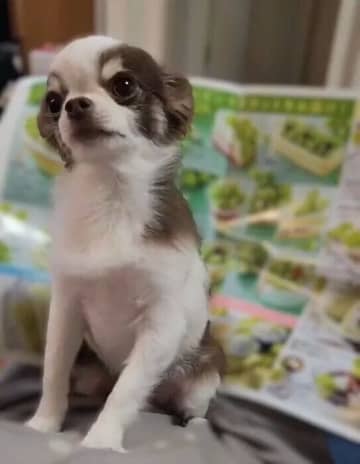「こっち見て！」飼い主さんの前に割り込んでくるチワワ、その心理とは？｜獣医師が解説