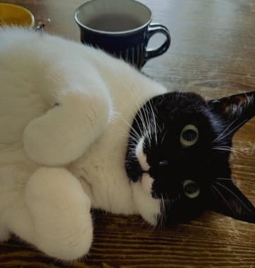 食事中、テーブルに少しずつ入り込みなでられるのを待つ猫の心理とは｜獣医師解説