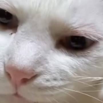 猫といういきものが分からなくなってきた…『ポーズ』を見てみると？→『衝撃の瞬間』が52万表示「小さいオッサン入ってそうｗ」「夏目漱石」
