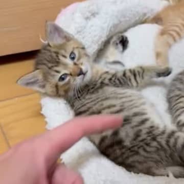 『シャー』と威嚇する3匹の保護子猫を洗ったら…まさかの『かわいすぎる変化』が526万表示「水溶性だったみたい」「変な声漏れた」と話題に