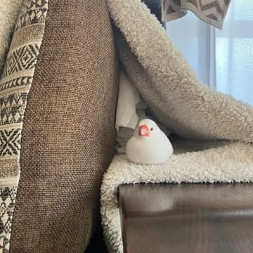 「鳥もそこそこ溶ける生き物なんですよね」とろけてしまった白文鳥のかわいらしさに12万“いいね”。「もちもちの化身」だと話題に