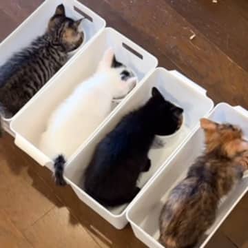 『某ラーメン屋方式』で子猫たちにご飯を与えたら…とんでもなく可愛すぎる光景が131万再生「味に集中できたかもｗ」「替え玉下さ〜い」