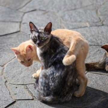 猫界で『モテモテになる猫』の特徴4選　イケニャン、性格良し…猫の世界ではどんな子が人気？