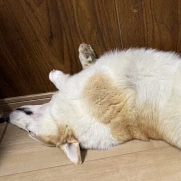小さな頃から寝相が変わらないコーギーにクスッ！「大胆な寝相」をする犬の気持ちを解説！