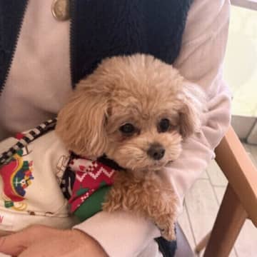 犬も「やきもち」をやくことがあるの？　行動や心理を獣医師に聞いた